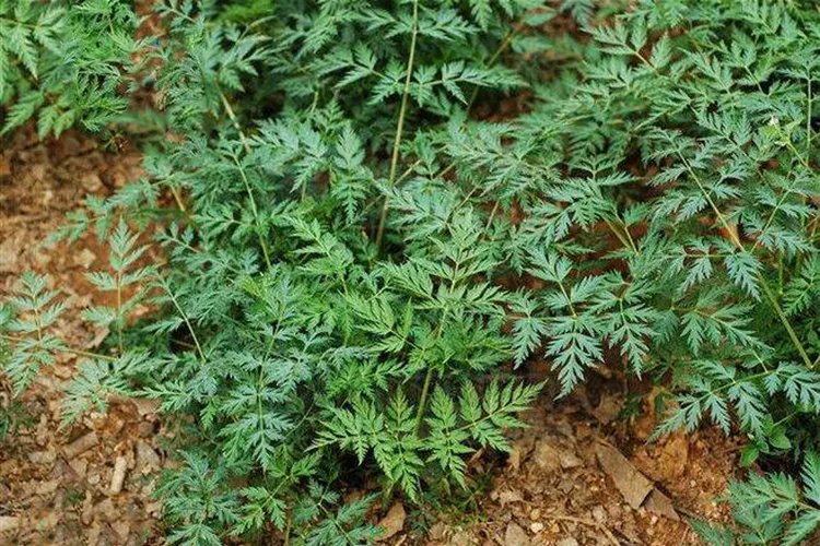 川芎白芷图片