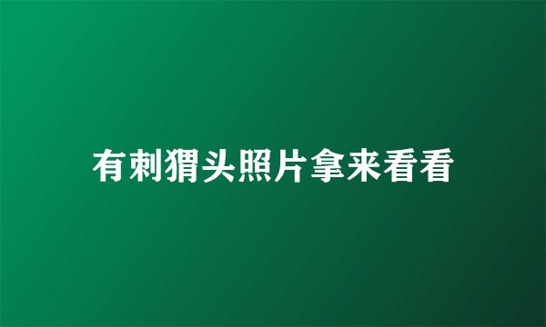 有刺猬头照片拿来看看