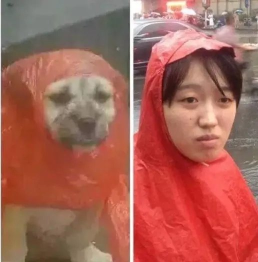 手机里最搞笑的图是哪一张？