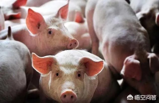 搞养殖业,养羊、养猪、养牛哪个好?为何?