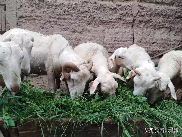 搞养殖业,养羊、养猪、养牛哪个好?为何?