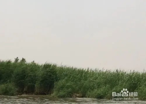白洋淀旅游攻略一日游