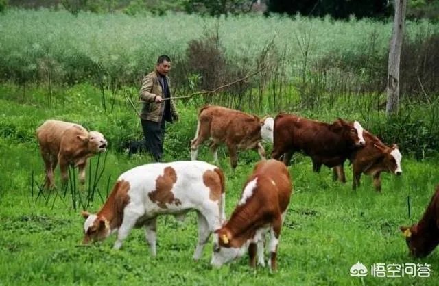 搞养殖业,养羊、养猪、养牛哪个好?为何?