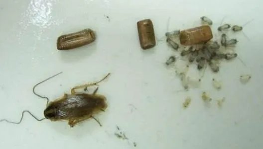 家里有蟑螂怎么办 家中出现这物千万不能打破(图)