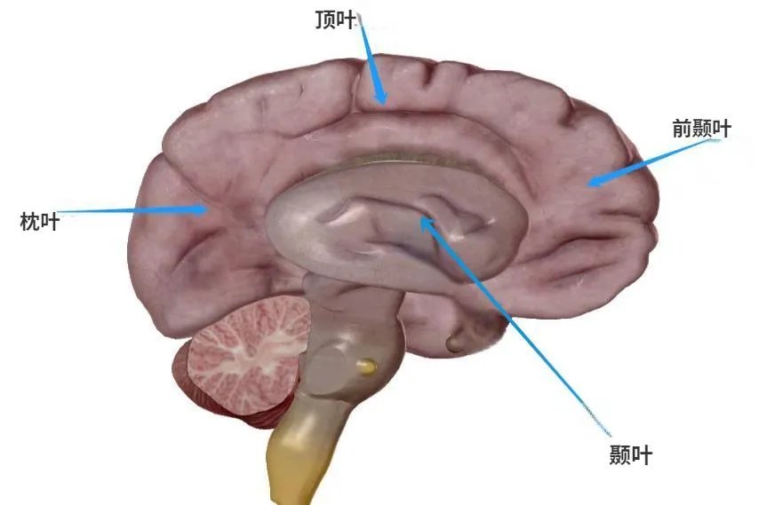 大脑的结构图