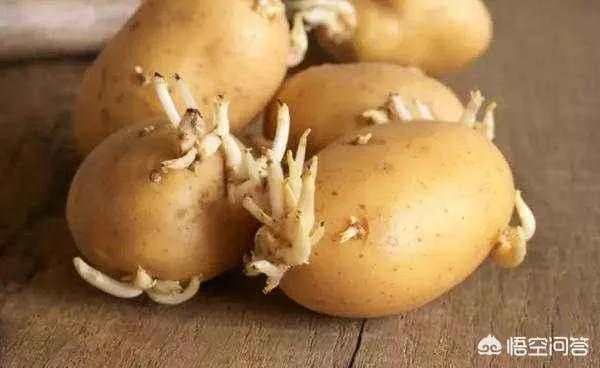 刚发芽的土豆还能吃吗?为什么?