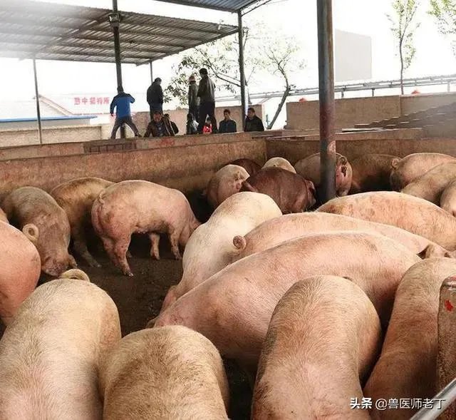 安徽猪饲料排名