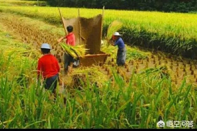 用梯田老式水稻收割机，为什么有的人喜欢边割边脱粒，而不是先割晒一些然后再脱粒？