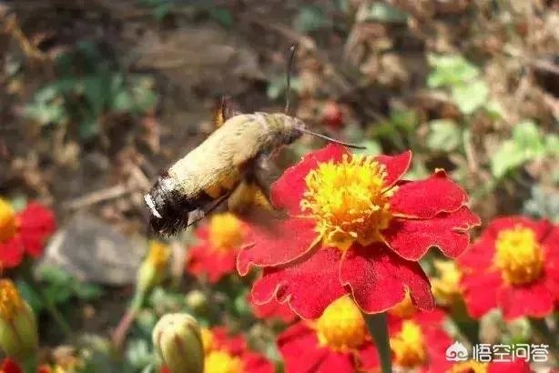 世界上种植万寿菊最多的地方在哪里?面积有多少?