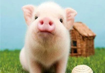 英国因屠夫危机10万活猪将被焚烧,为什么不能继续养着呢?