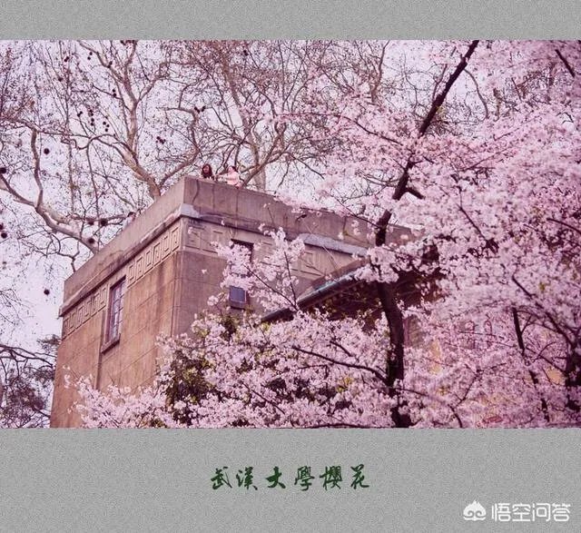 武汉大学和华中科技大学哪个最强?