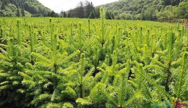 适合北方种植的苗木品种有哪些
