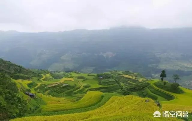 用梯田老式水稻收割机，为什么有的人喜欢边割边脱粒，而不是先割晒一些然后再脱粒？