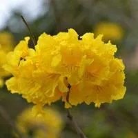 风铃木和银杏树有什么区别图片？