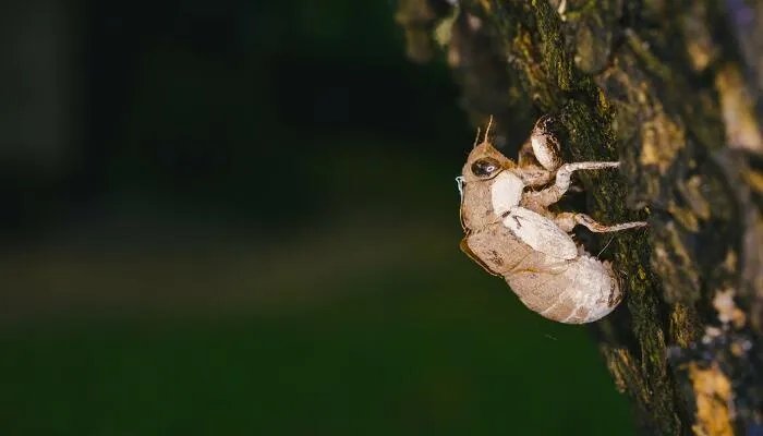 蝉的诗意