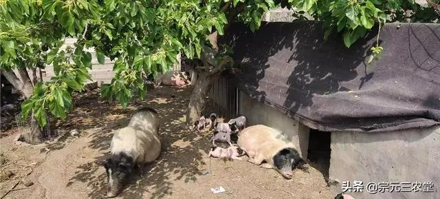 猪价连续下跌九天了,是什么原因造成猪价大跌,何时能上涨?