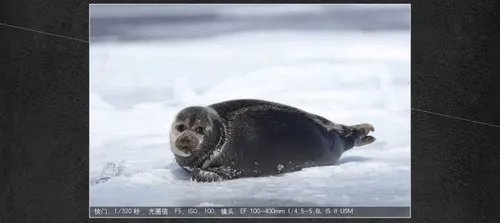 值得推荐佳能6D Mark II(单机)西安赛格现货