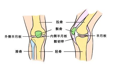 波棱盖是什么部位