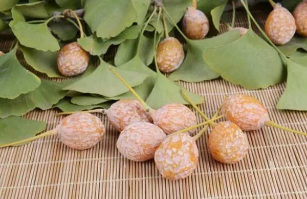 银杏怎么种?可以用银杏果种出来吗?