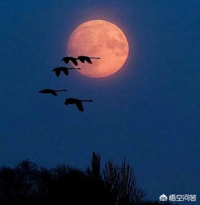 有人说,笨女人最可爱,你想象她有多笨她就会多笨,怎么理解?