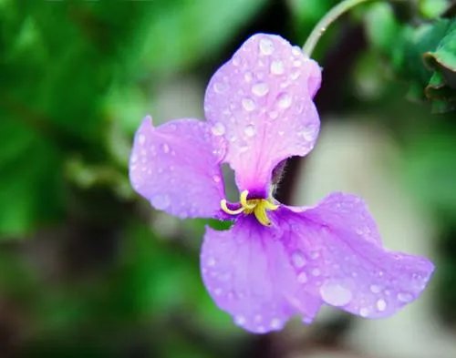 二月兰花的介绍 二月兰花栽培技术