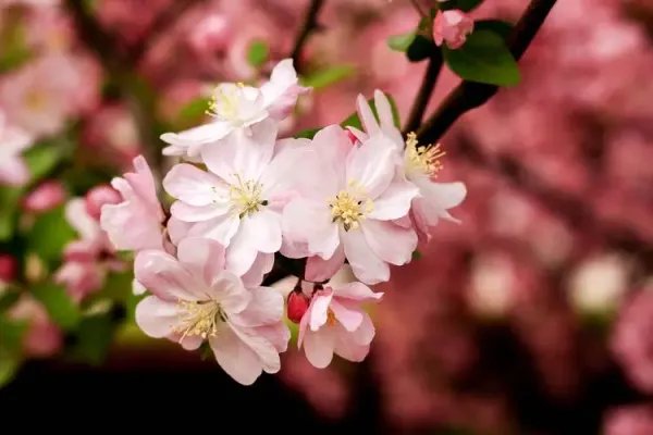 april怎么读