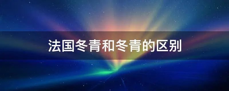 法国冬青和冬青的区别
