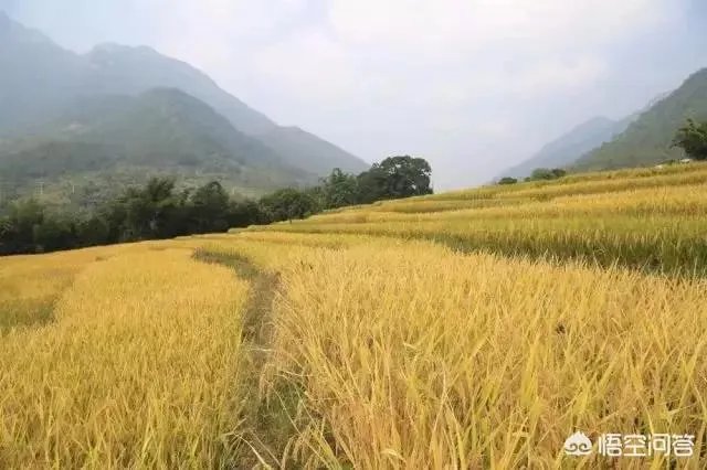 用梯田老式水稻收割机，为什么有的人喜欢边割边脱粒，而不是先割晒一些然后再脱粒？