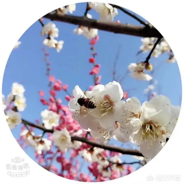 新交规,3月1号以前的违章怎么处理?