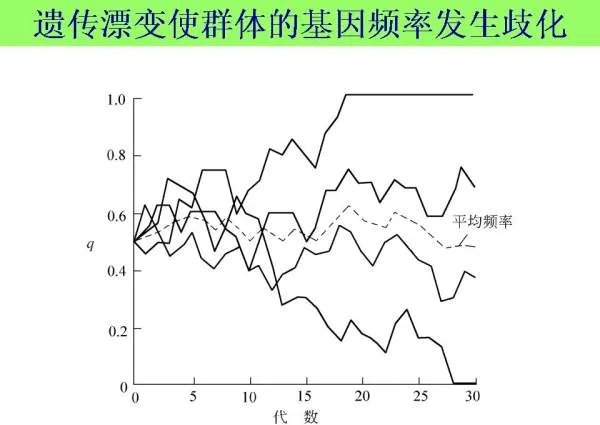 遗传漂变的原因