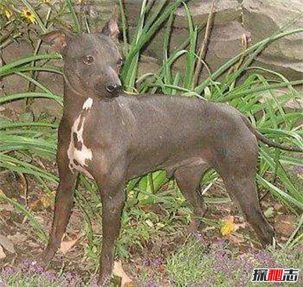 涓栫晫鍗佸ぇ鏈€涓戠殑鐙� 绗笁鏉ヨ嚜涓浗澶╃敓閫犲瀷鏉€椹壒