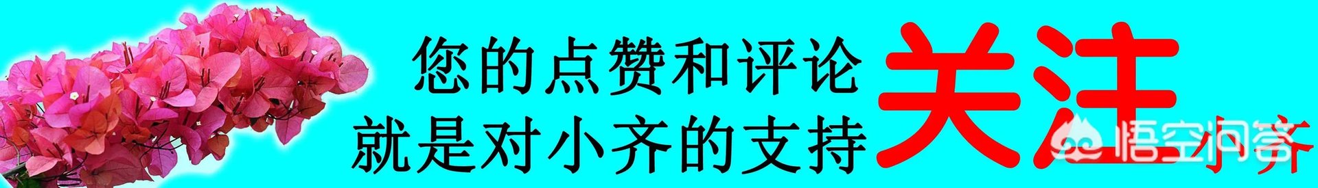 怎么养殖橡皮树？