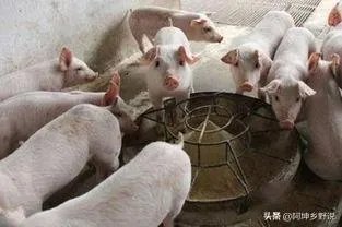 7月14日,10个省份的生猪价格突破了10元/斤的行情,这个行情能持续多久?