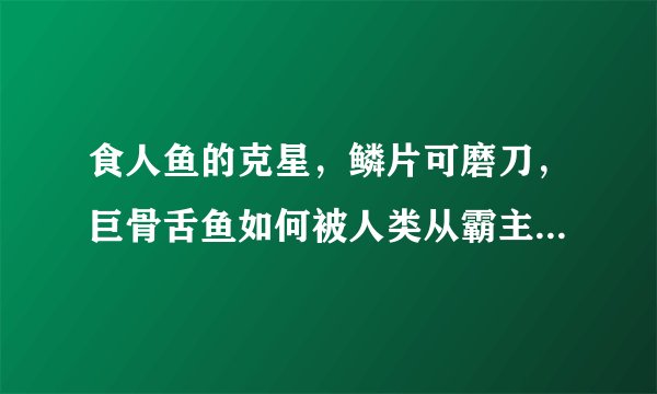 食人鱼的克星，鳞片可磨刀，巨骨舌鱼如何被人类从霸主吃到濒危？