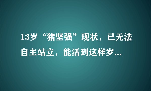 13岁“猪坚强”现状，已无法自主站立，能活到这样岁月是否已属不易？