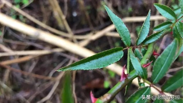 金樱子和山木香有什么区别？