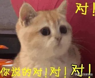 如何让宠物开心?