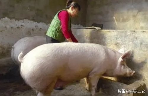 猪价连续下跌九天了,是什么原因造成猪价大跌,何时能上涨?
