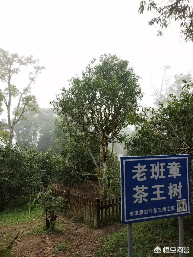 哪些论坛里对普洱茶的介绍比较权威?