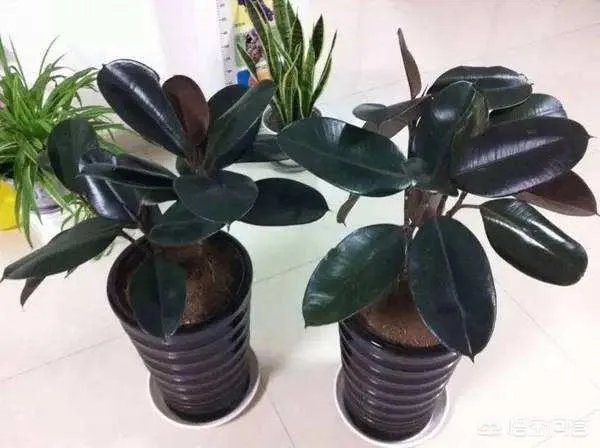 怎么养殖橡皮树？