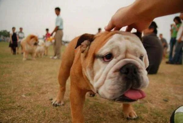 犬类智商排名
