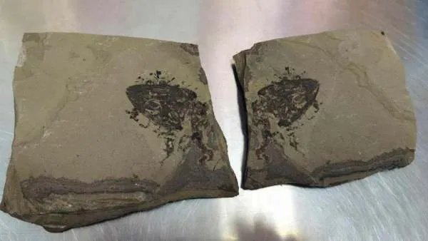 福州海关快件中查获侏罗纪化石，到底是什么化石？