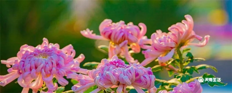 菊月是几月
