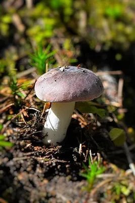 白灵菇和杏鲍菇一样吗 怎样区分白灵菇和杏鲍菇