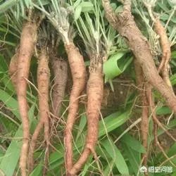 什么叫地骨皮？