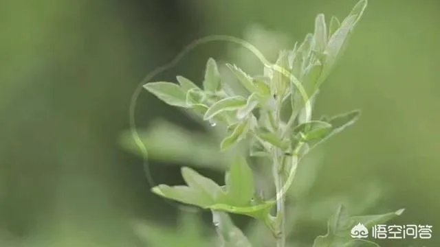 艾灸真的可以治百病吗?
