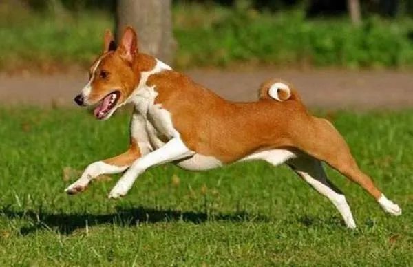 犬类智商排名