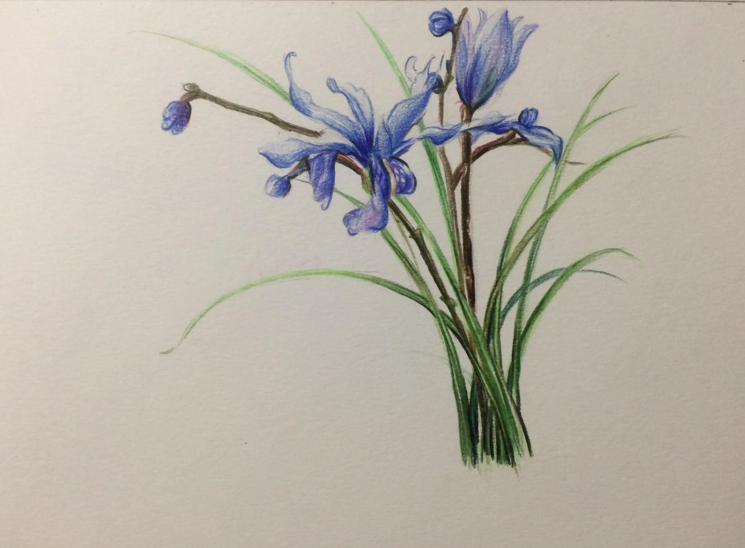 二月兰花的介绍 二月兰花栽培技术