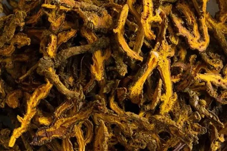 黄连的图片