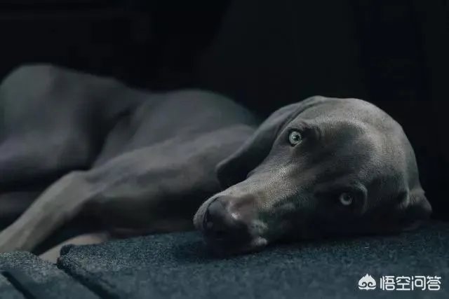 魏玛犬这种狗怎么样？